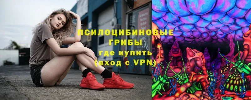 Псилоцибиновые грибы Psilocybe  Абинск 