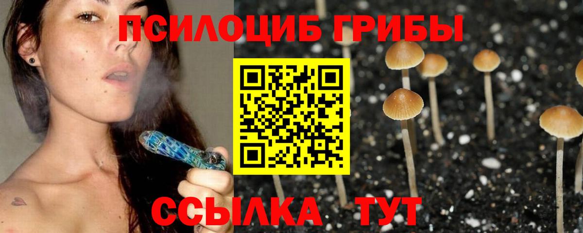 Галлюциногенные грибы Psilocybe  Абинск 